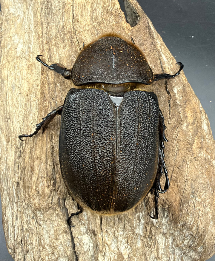 《ヘラクレス・ヘラクレス 156.5mm ペア》