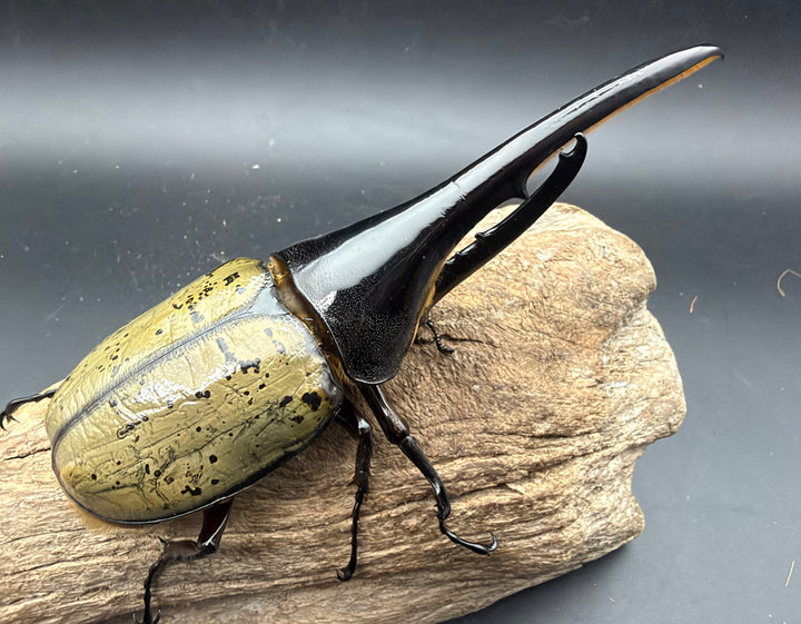 《ヘラクレス・ヘラクレス 154.5mm ペア》②