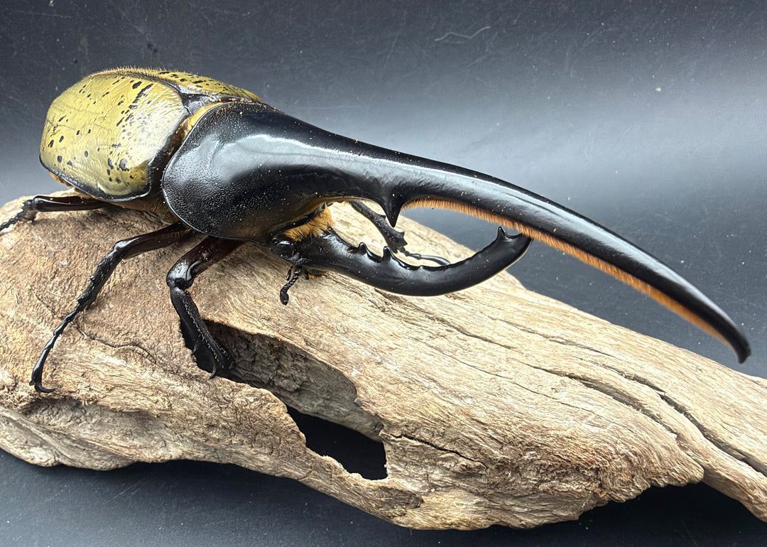 《ヘラクレス・ヘラクレス 154.5mm ペア》①