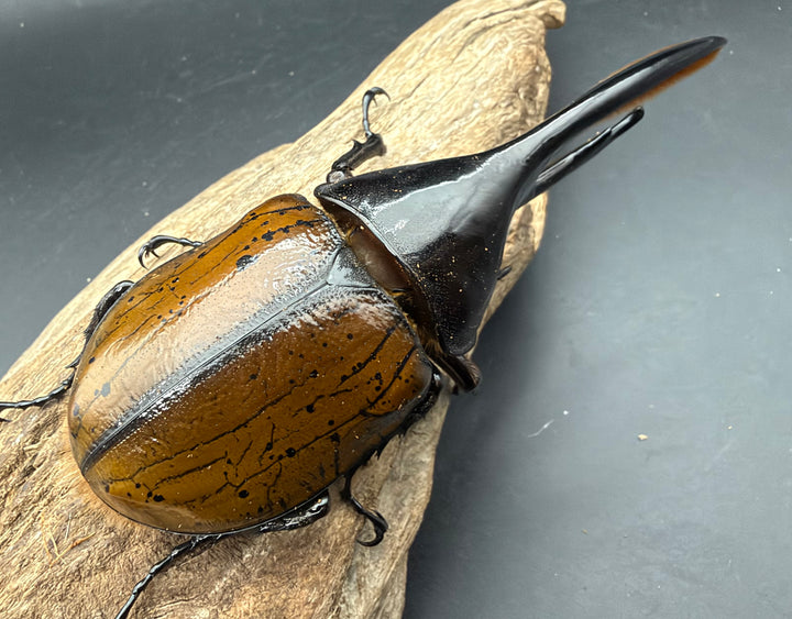 《ヘラクレス・オキシデンタリス 140mm ペア》