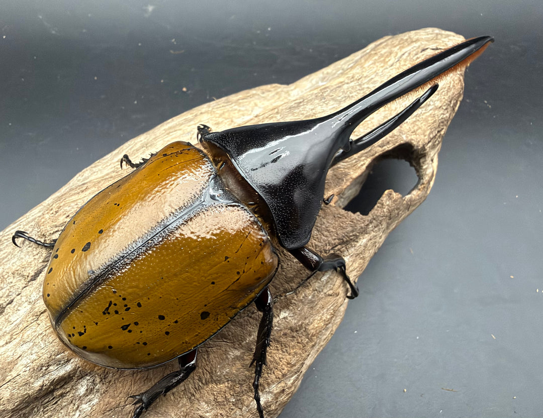 《ヘラクレス・オキシデンタリス 136mm ペア》