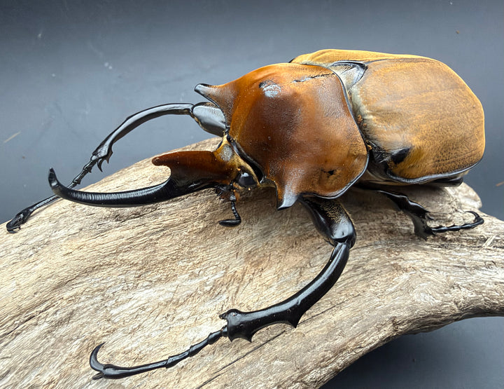 《エレファスゾウカブト 122mm ペア》
