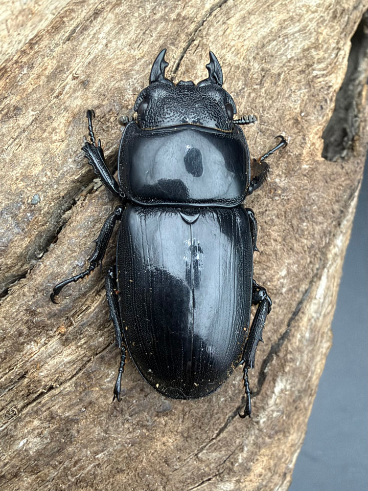 【WD】《アルキデスヒラタ アチェ産 79mm ペア》