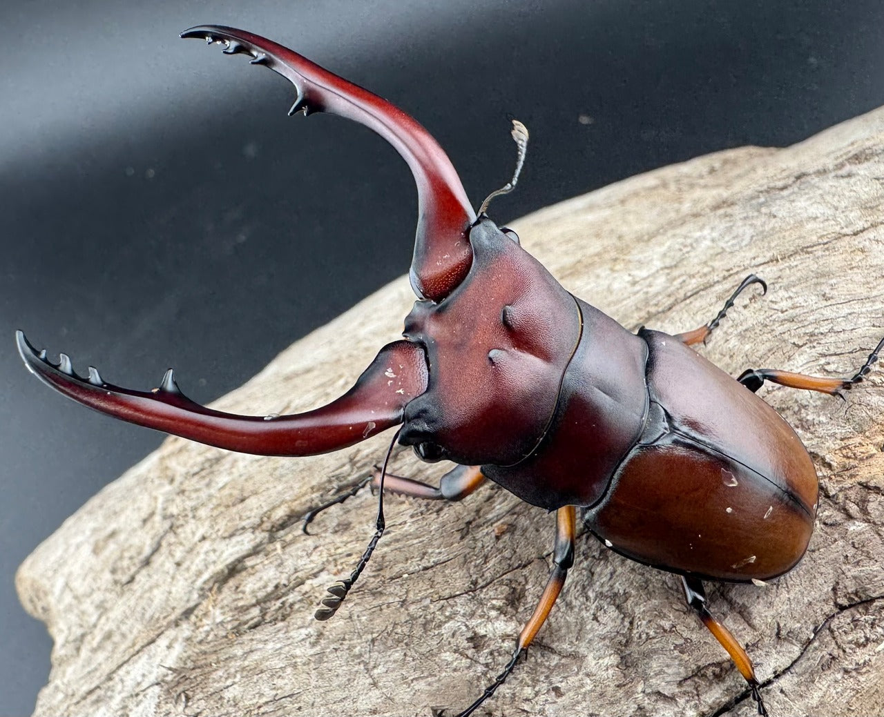 3,000円相当の生体ペア