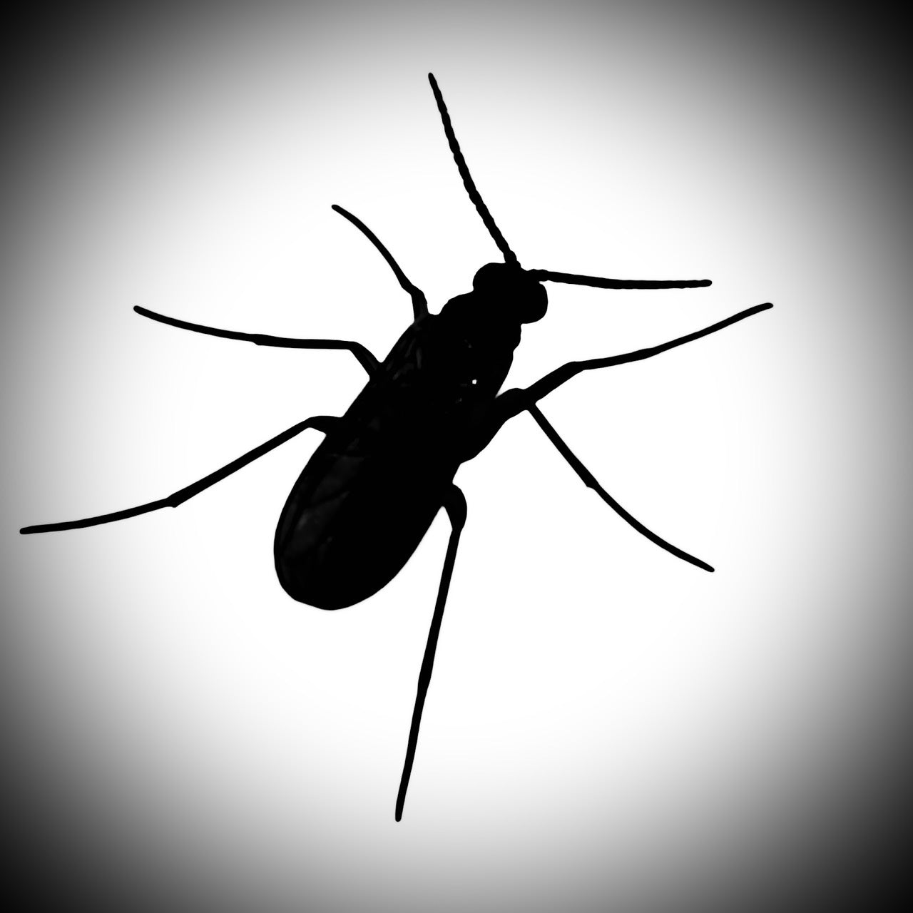 キノコバエ — 対策対象