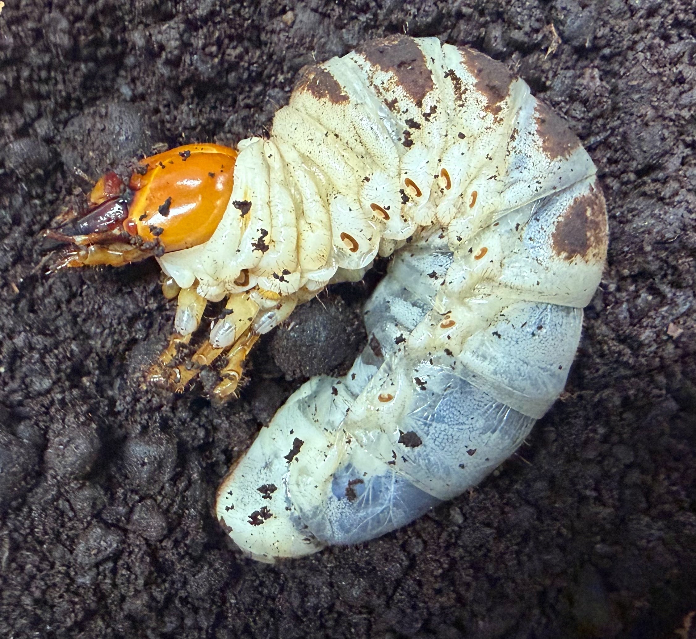 クワガタ幼虫 — 影響極めて限定的