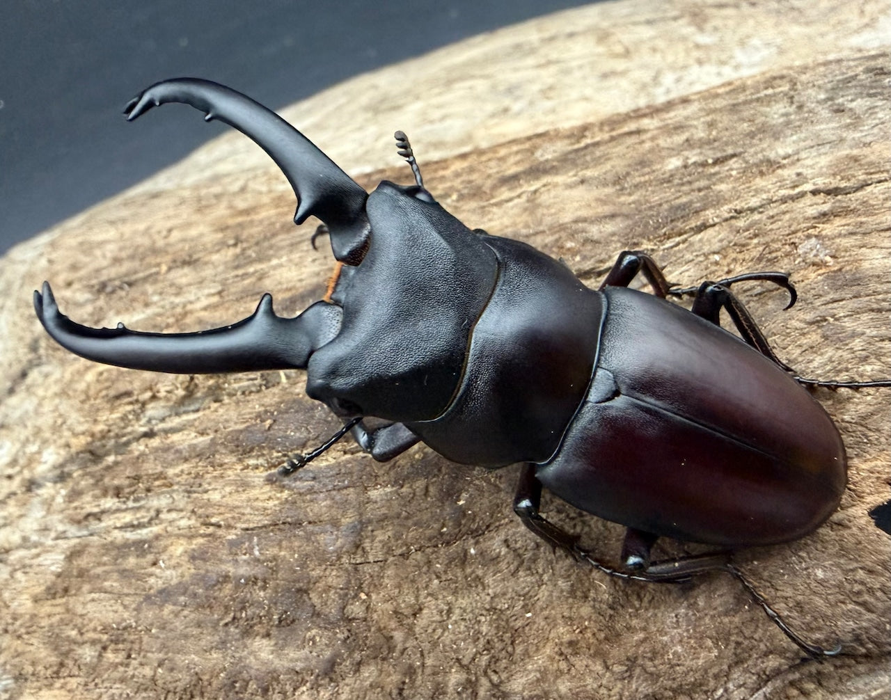 WDキクロマトイデスシカノコギリ ペア
